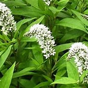 Lysimachia Snow Candles GM P9