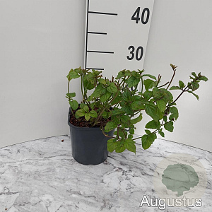 Mentha piperita GM 2,0L