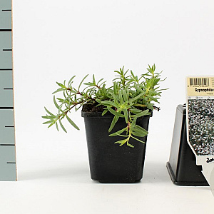 Gypsophila repens 'Alba' GM P9