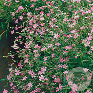 Gypsophila repens 'Rosa Schönheit' GM P9