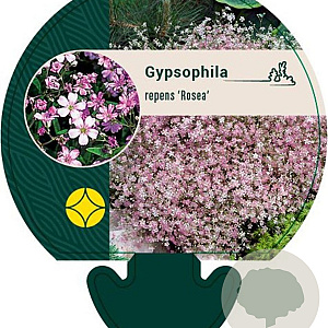 Gypsophila repens 'Rosea' GM P9