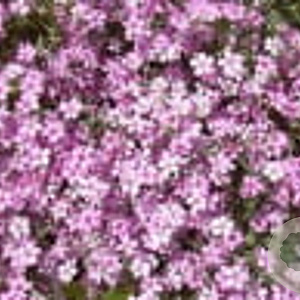 Gypsophila repens 'Rosea' GM P9