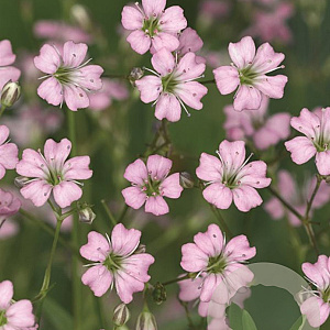 Gypsophila repens 'Rosea' GM P9