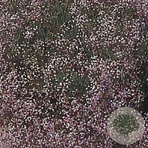 Gypsophila 'Rosenschleier' GM P9
