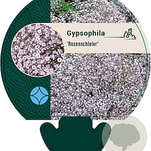 Gypsophila 'Rosenschleier' GM P9