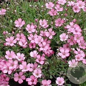 Gypsophila 'Rosenschleier' GM P9