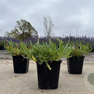 Gypsophila 'Rosenschleier' GM P9