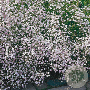 Gypsophila 'Rosenschleier' GM P9