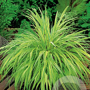 Hakonechloa macra 'Aureola' GM P9