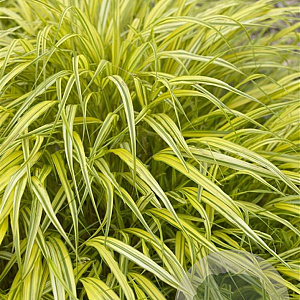 Hakonechloa macra 'Aureola' GM P9