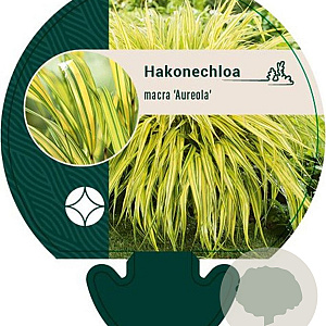 Hakonechloa macra 'Aureola' GM P9