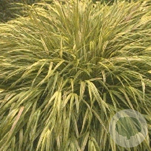 Hakonechloa macra 'Aureola' GM P9