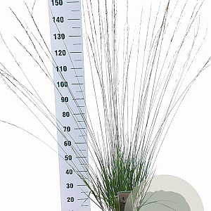 Molinia caerulea 'Heidebraut' 50-80 cm 6,5L