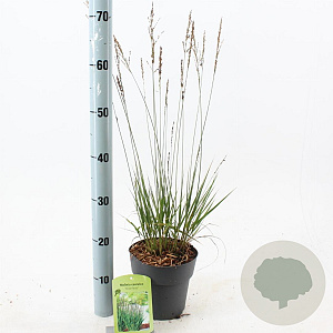 Molinia caerulea 'Moorhexe' 40-70 cm 2,0L