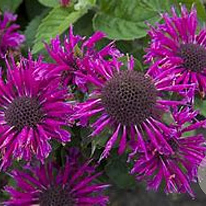 Monarda Bee-You Bee-Free GM P9