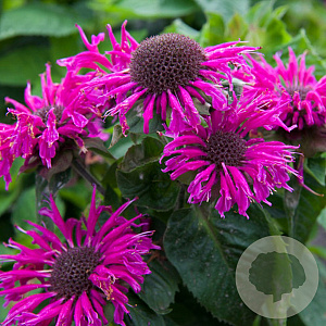 Monarda Bee You Bee-true GM P9