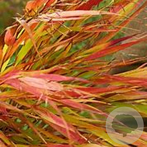 Hakonechloa macra 'Nicolas' GM P9