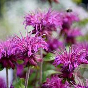 Monarda 'Blaukranz' GM P9