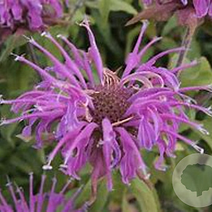 Monarda 'Violet Queen' GM P9