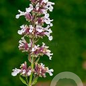 Nepeta grandiflora 'Dawn to Dusk' GM 2,0L