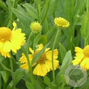 Helenium aut. 'Pumilum Magnificum' GM P9