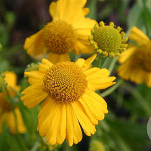Helenium aut. 'Pumilum Magnificum' GM P9
