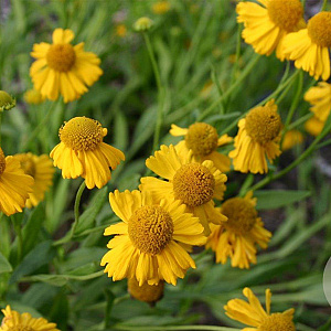 Helenium aut. 'Pumilum Magnificum' GM P9