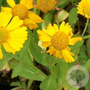 Helenium aut. 'Pumilum Magnificum' GM P9