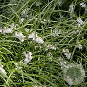 Ophiopogon bodinieri GM P9