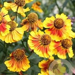 Helenium 'Biedermeier' GM P9
