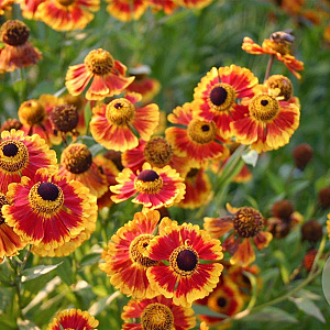 Helenium 'Biedermeier' GM P9