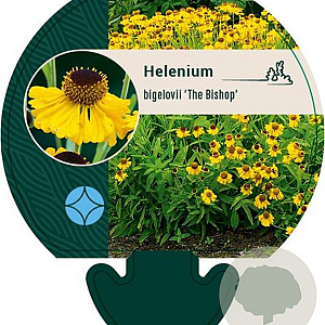 Helenium bigelovii 'The Bishop' GM P9