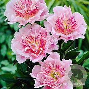 Paeonia (LD) 'Do Tell' GM  P11