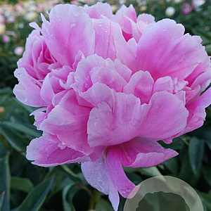 Paeonia (LD) 'Jacorma' GM  P11