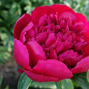 Paeonia 'Many Happy Returns' GM  P11