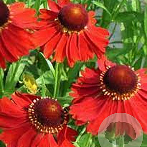Helenium 'Indianersommer' GM P9