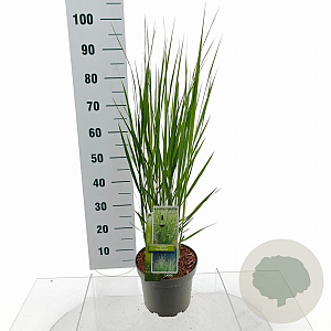 Panicum virgatum 'Northwind' 60-90 cm 6,5L