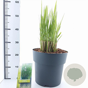 Panicum virgatum 'Northwind' 60-120 cm 12L