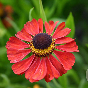 Helenium 'Kupferzwerg' GM P9