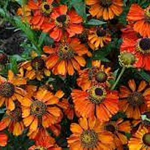 Helenium 'Kupferzwerg' GM P9