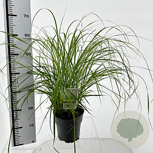 Pennisetum alopecuroides 25-30 cm 3,0L