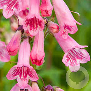 Penstemon 'Evelyn' GM P9