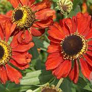 Helenium 'Red Army' GM P9