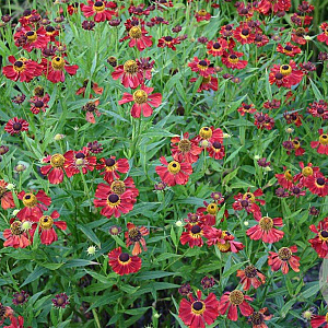 Helenium 'Rubinzwerg' GM P9