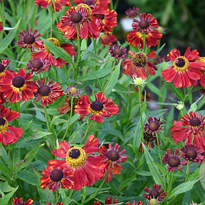 Helenium 'Rubinzwerg' GM P9