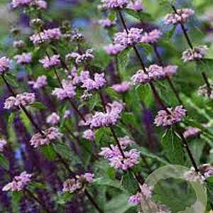 Phlomis tuberosa 'Prima Donna' GM P9