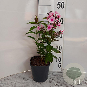 Phlox (P) 'Bright Eyes' GM 2,0L