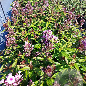 Phlox (P) 'Bright Eyes' GM 2,0L