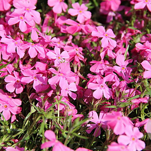 Phlox (S) 'Crimson Beauty' GM P9