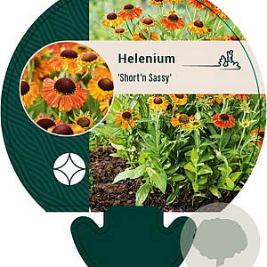 Helenium 'Short and Sassy' GM P9